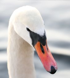 Swan Stock Image Swan Stock Image