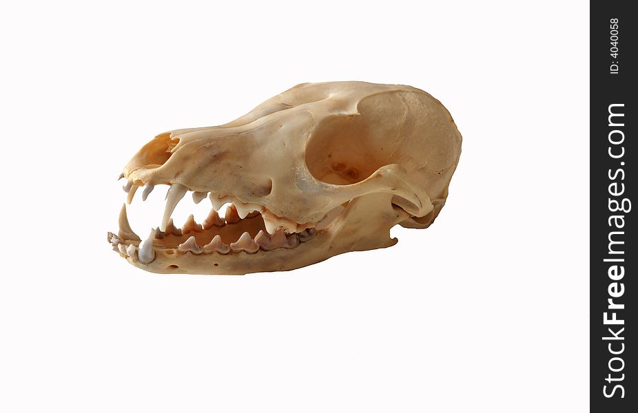 A Cranium of polar fox. A Cranium of polar fox