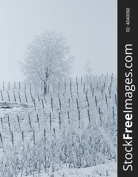 Winter landscape with frozen tree