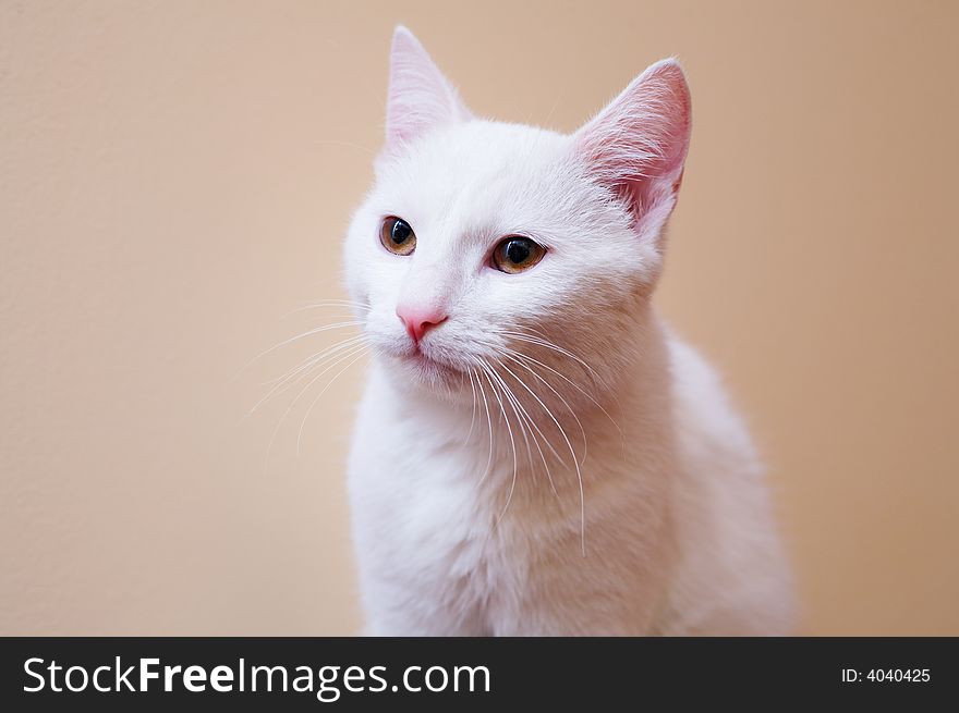 Portrait of white pretty cat