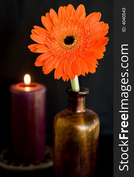 Berber Daisy and Candle Light for the Special Occasion