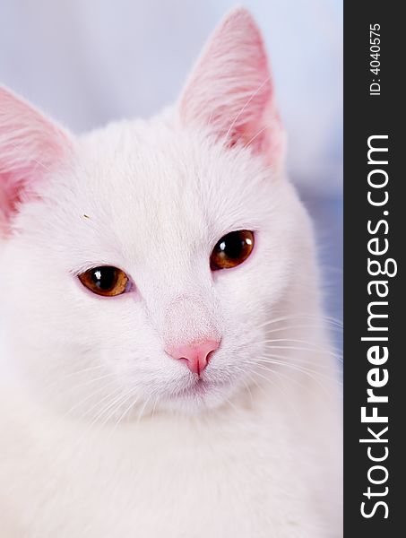 Portrait of white pretty cat