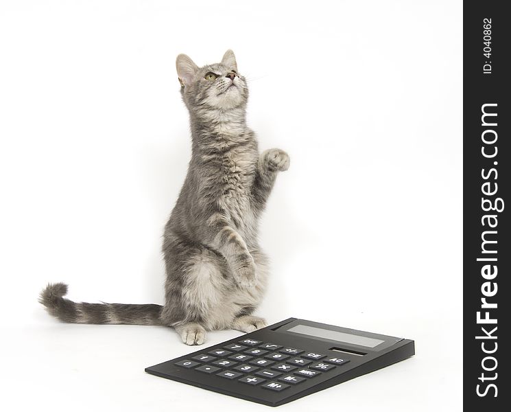 A kitten sits next to a calculator on a white background. A kitten sits next to a calculator on a white background.