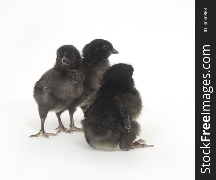 Three black and yellow baby chickens on a white background. Three black and yellow baby chickens on a white background.