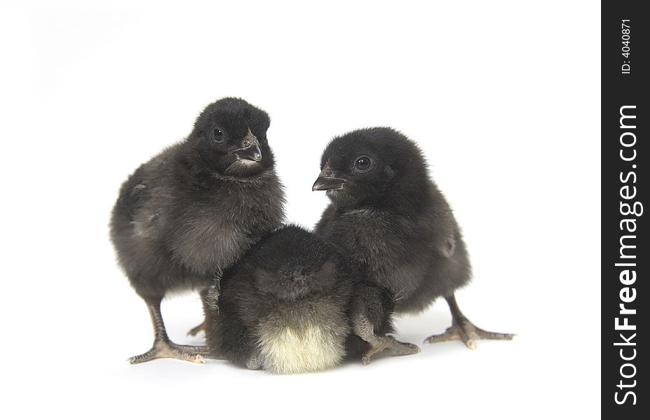 A black and yellow baby chicken on a white background.