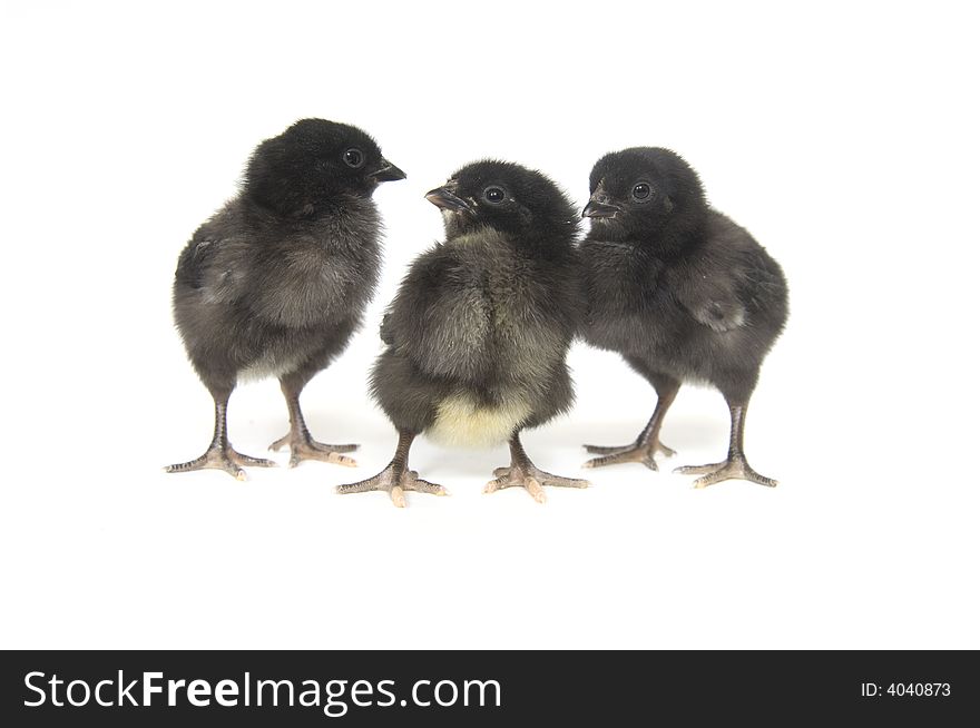 Three black and yellow baby chickens on a white background. Three black and yellow baby chickens on a white background.