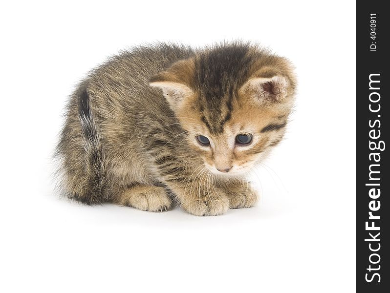 A small tabby kitten sits on a white background. A small tabby kitten sits on a white background