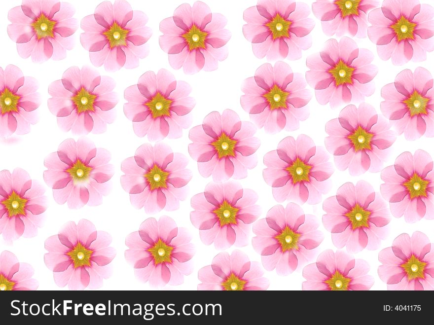 Pattern of pink flowers with white background