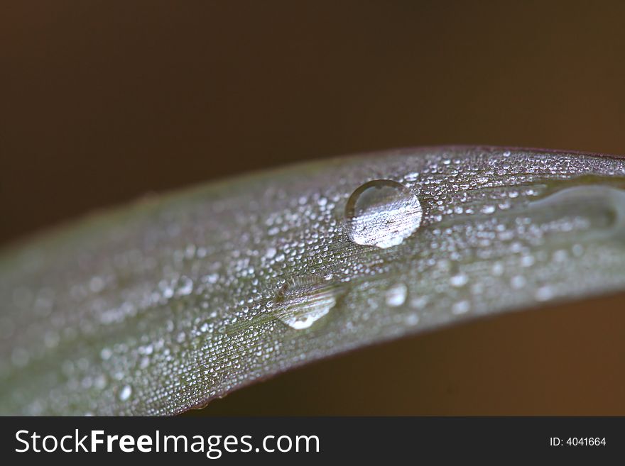 Water droplet close up in plant leaves. Water droplet close up in plant leaves