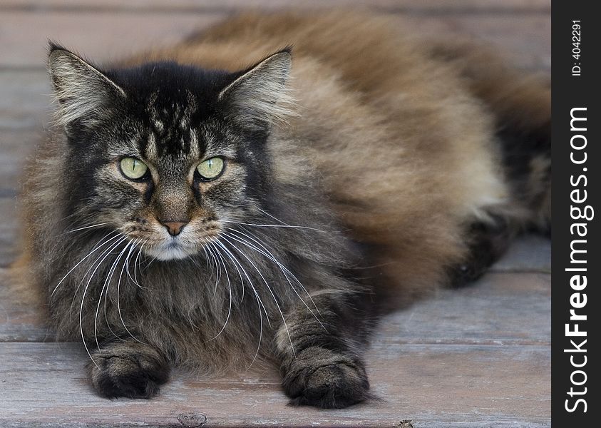 Long-haired brown cat sitting on deck