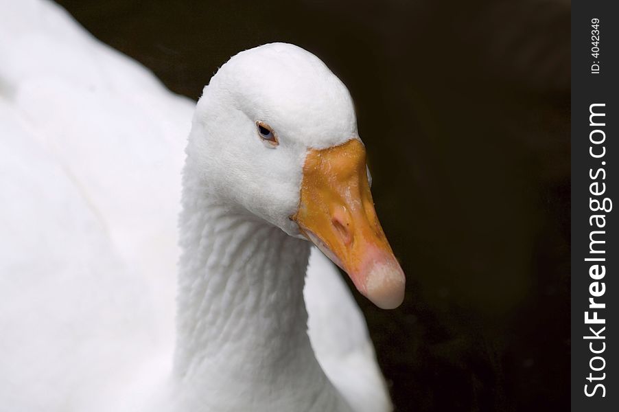 Farm animals duck close up