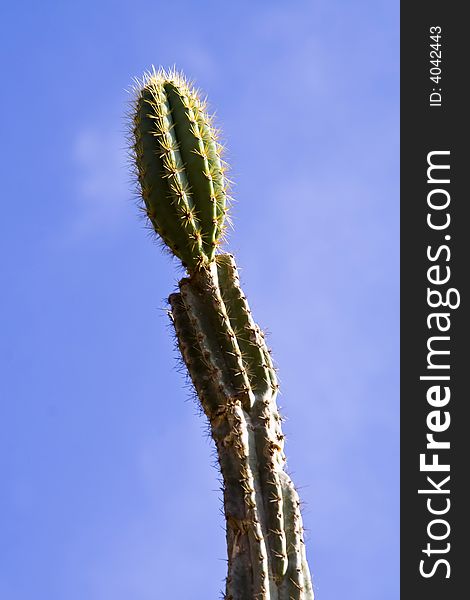 Tropical cactus against blue sky
