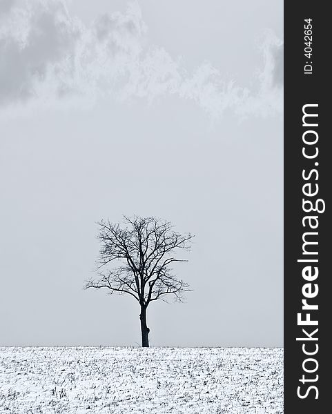 Single tree in a field covered in snow