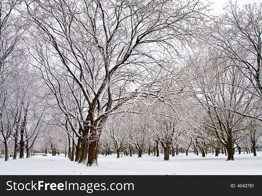 Winter scene trees covered with snow