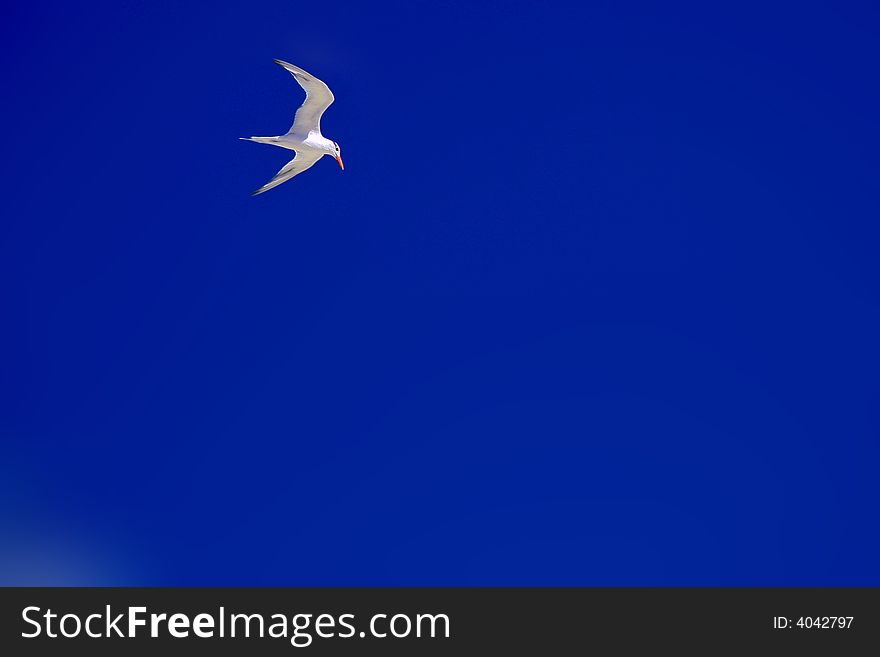 White Seagull and blue sky