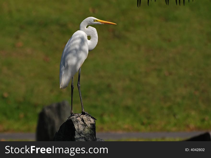 Little egret standing on the rocks