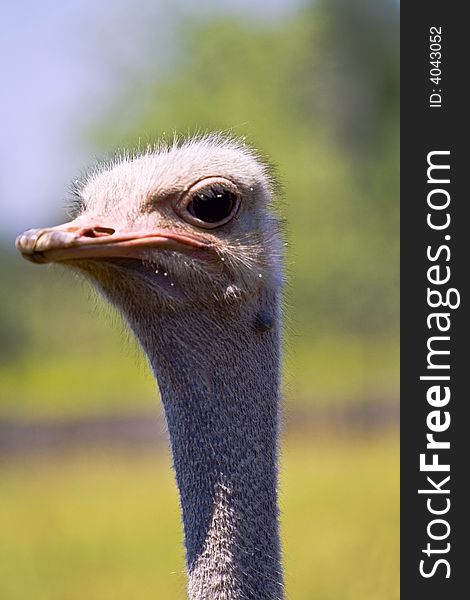 Ostrich close up green background