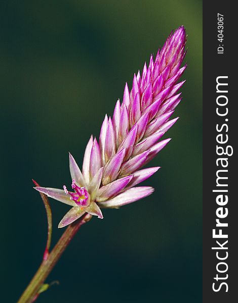 The first full bloomed flower. The one at the bottom of the posies open the first, show great animation, energy and vital force of life. The first full bloomed flower. The one at the bottom of the posies open the first, show great animation, energy and vital force of life.