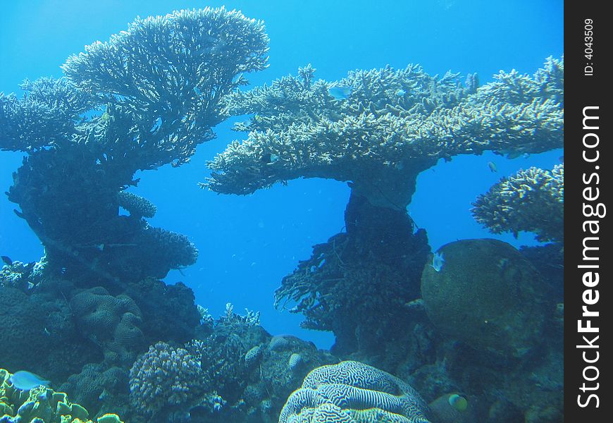 Details of different types of corals in the Red Sea