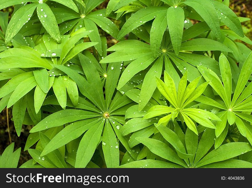 Bright colours in the green leaves, nature after rain. Bright colours in the green leaves, nature after rain.