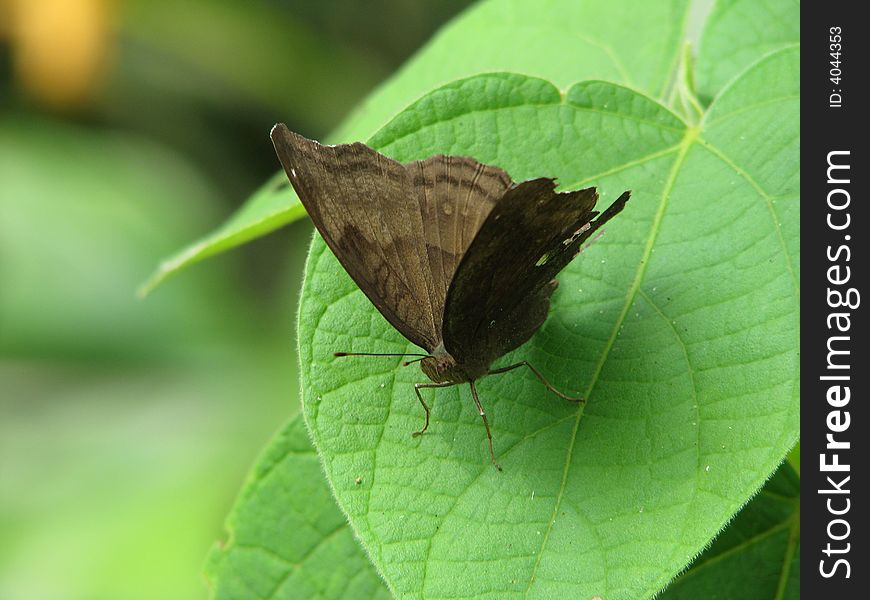 Indian butterfly in Green leaf