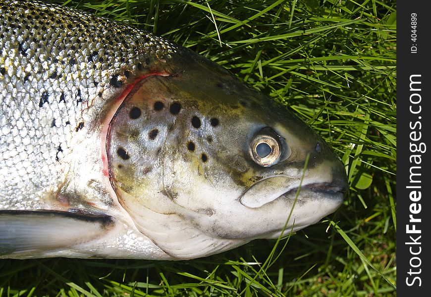 Close-up of salmo scales. Close-up of salmo scales