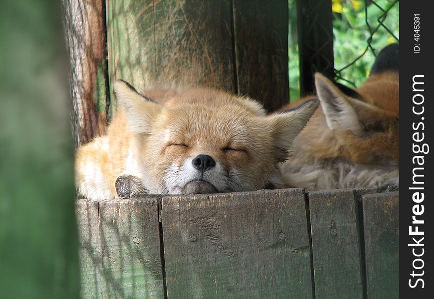 Fox in zoological gardens, Bristol, UK