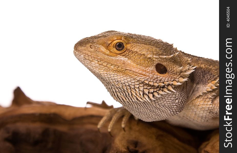 Bearded Dragon on a piece of wood, in front of a white background