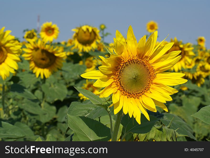 A different kind of sunflower against a blue sky