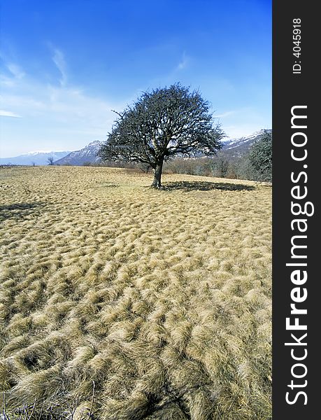 Tree On Plateau