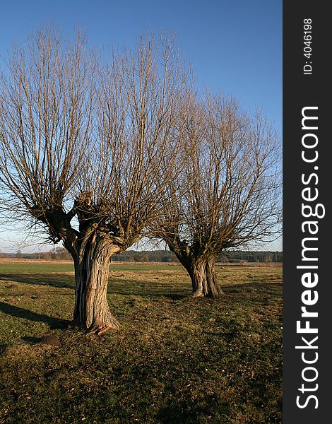 Rural scenery - two willows on field.