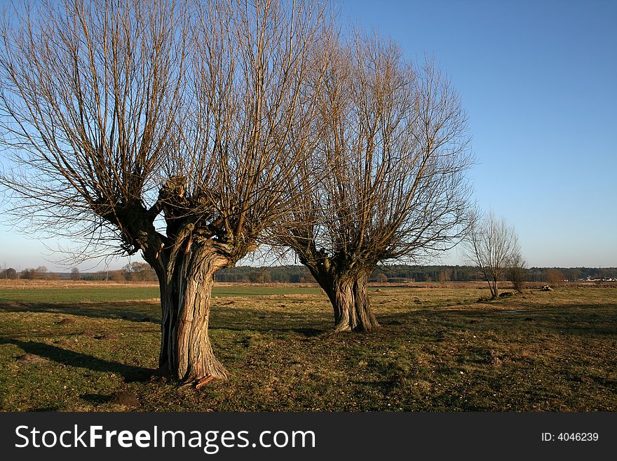 Rural scenery - two willows on field.
