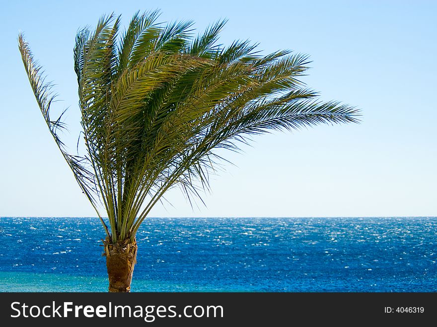 Tropical palm tree and ocean. Tropical palm tree and ocean
