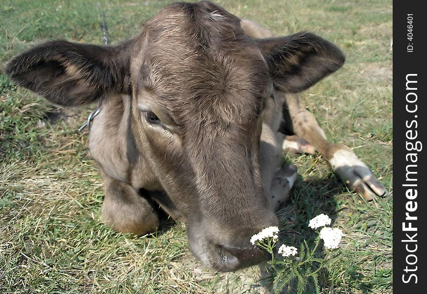 Young cow on the field