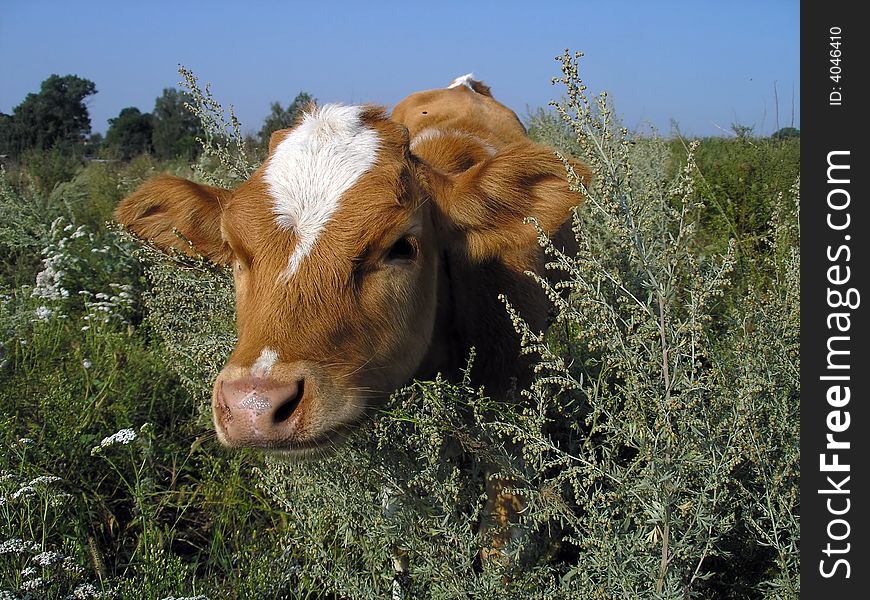 Portrait of young cow on the field