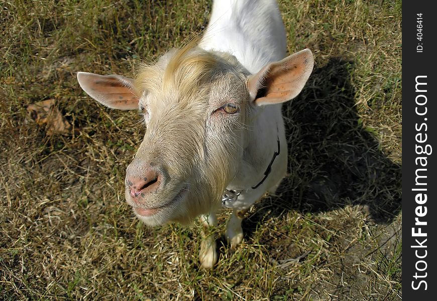 Portrait of goat which grazes on the field