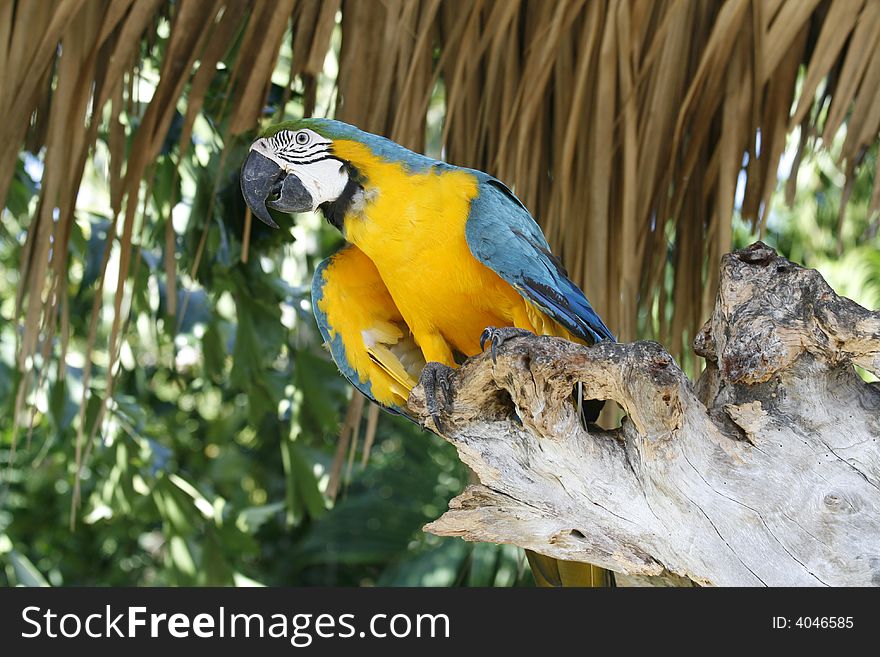 Colorful Parrot Posing on Perch