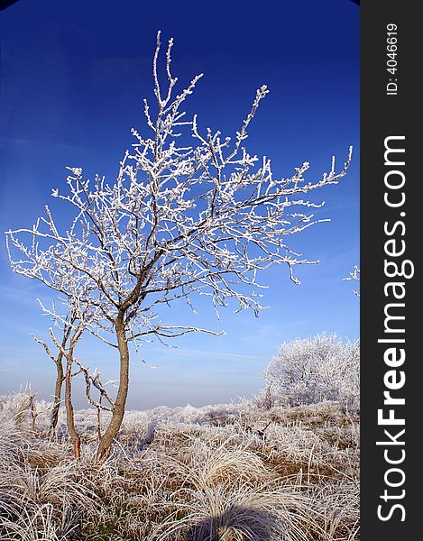 Winter landscape with white trees. Winter landscape with white trees