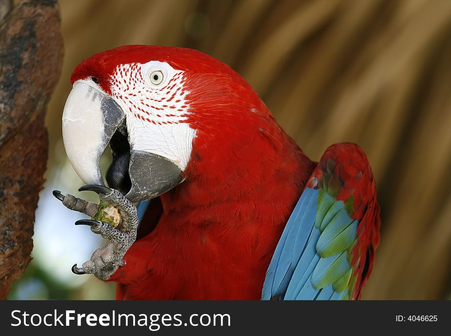 Portrait of red macaw eating something. Portrait of red macaw eating something