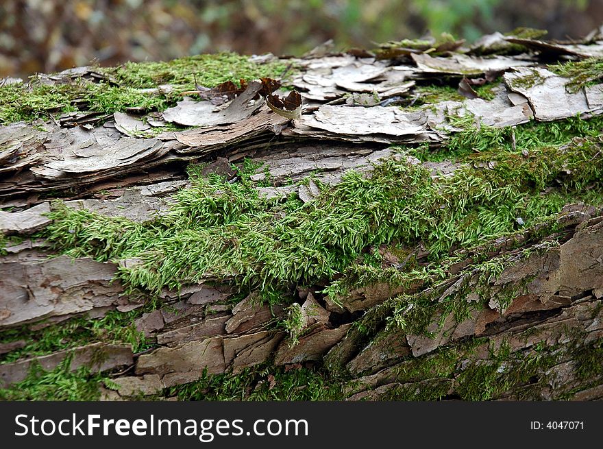 A close-up of lichens on a tree trunk