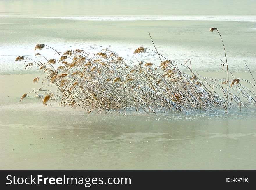 The scene of frozen lake and plant