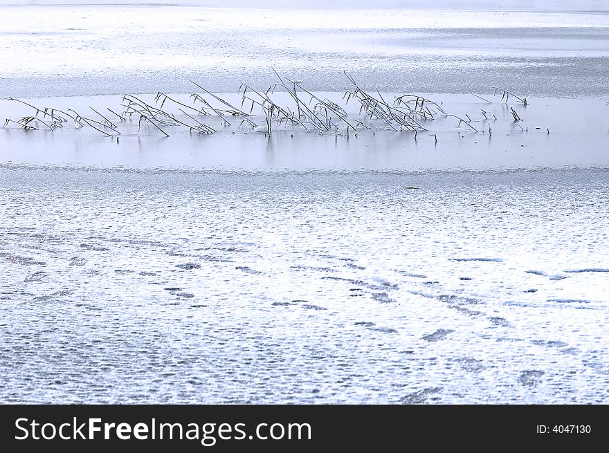 The scene of frozen lake and plant