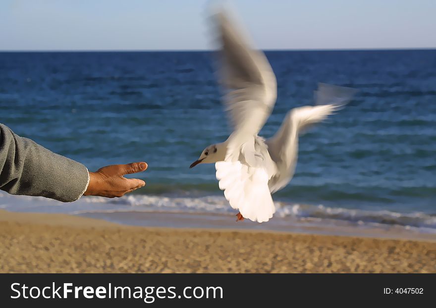 Woman's hand giving bread to seagull in the beach with the sea and sky as background - symbol of peace and freedom