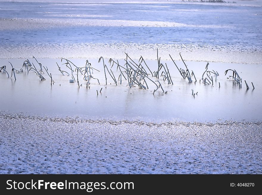 The scene of frozen lake and plant