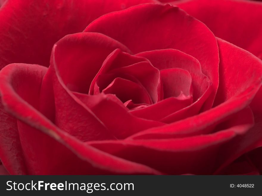 Close-up of a single red rose. Close-up of a single red rose