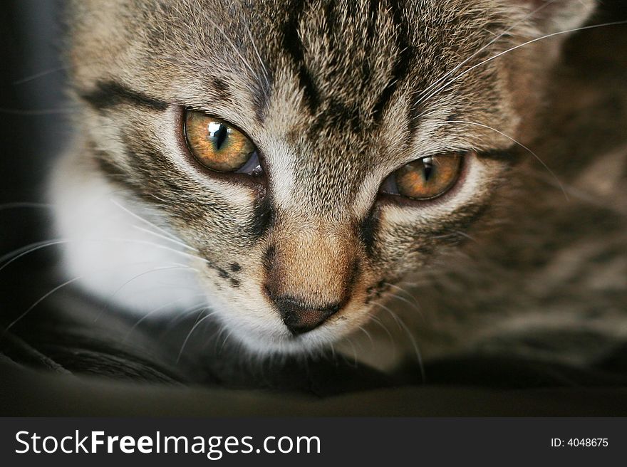 Close-up of cat on the black background