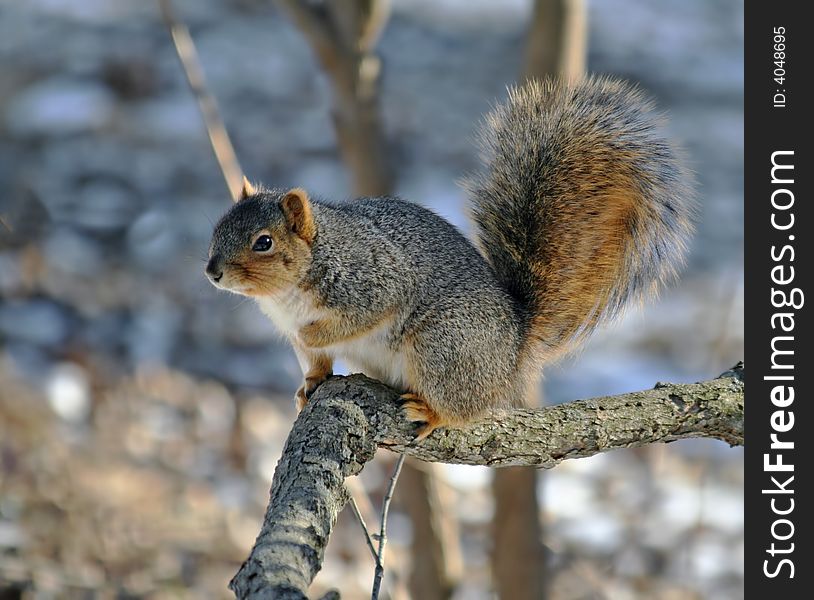 Fox squirrel posed on a tree branch