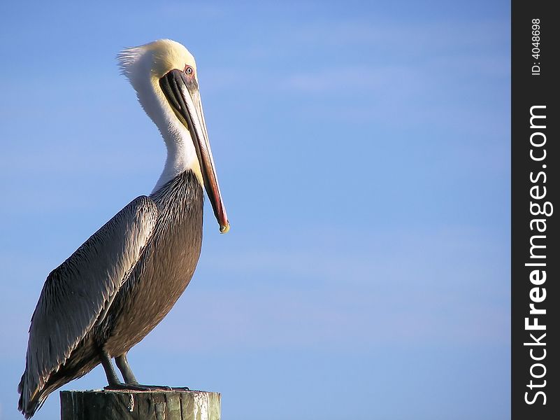 Pelican Perched On Pylon