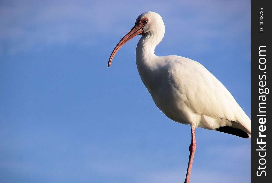 White ibis and beautiful blue skies in florida. White ibis and beautiful blue skies in florida