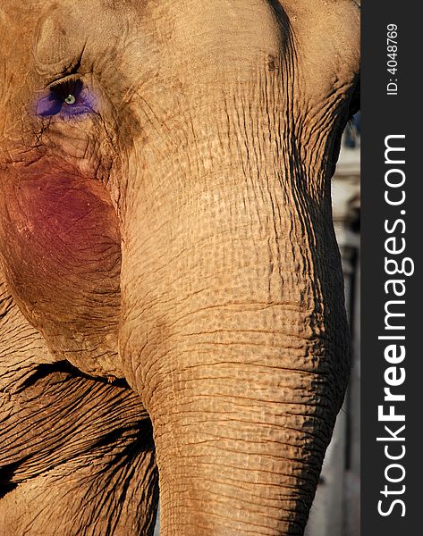 Digital manipulated image of an elephant. Digital manipulated image of an elephant